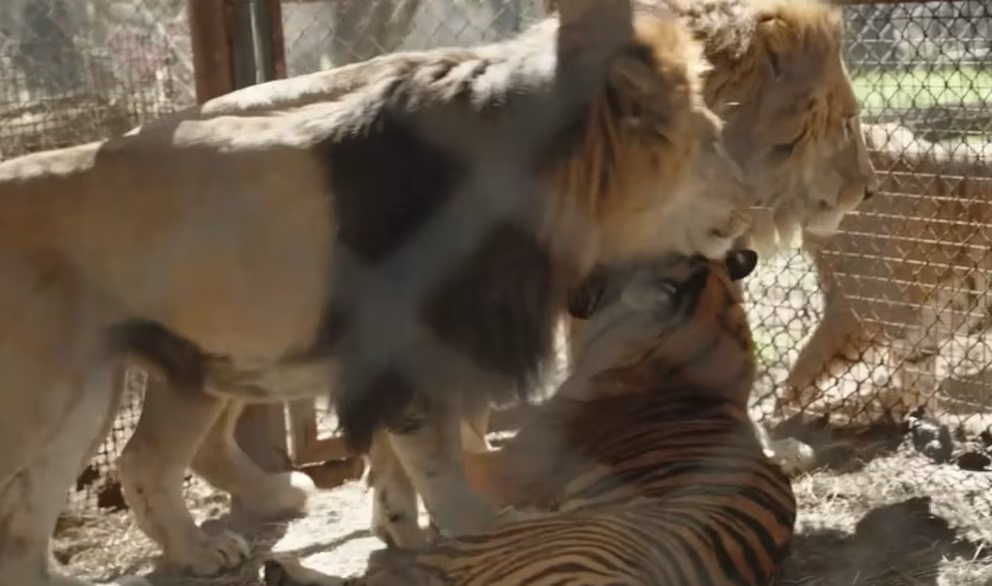 Treinta grandes felinos del ex zoo de Luj&aacute;n viajan a santuarios tras a&ntilde;os de encierro: as&iacute; ser&aacute; el operativo internacional